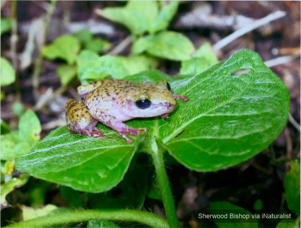 cliff chirping frog