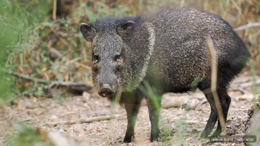 collared peccary