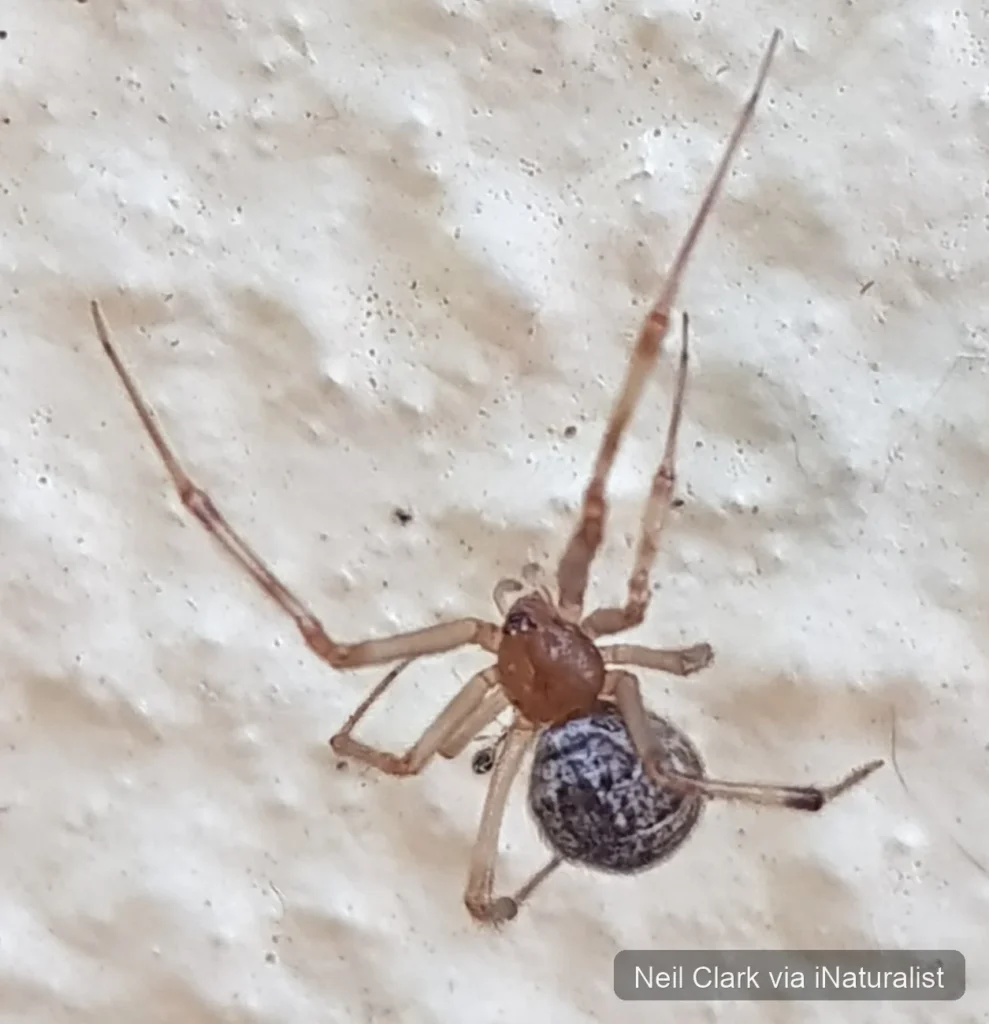 common-house-spider_parasteatoda-tepidariorum