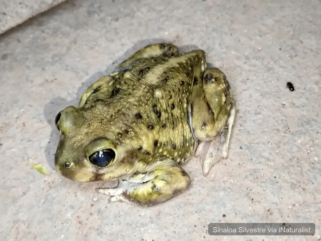couch's spadefoot
