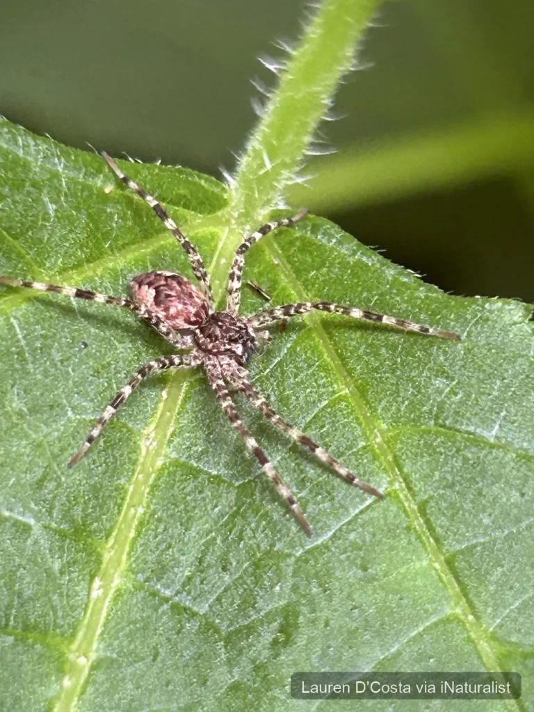dark-fishing-spider_dolomedes-tenebrosus