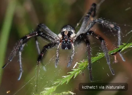 dark-legged-grass-spider_agelenopsis-naevia