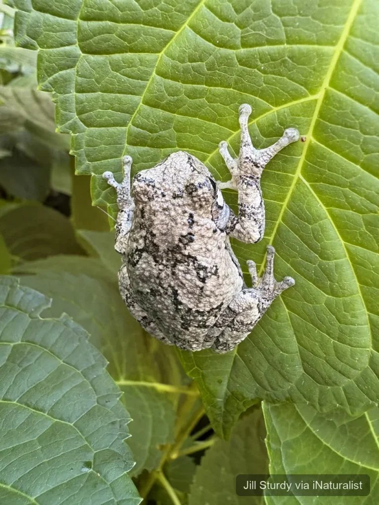 gray treefrog