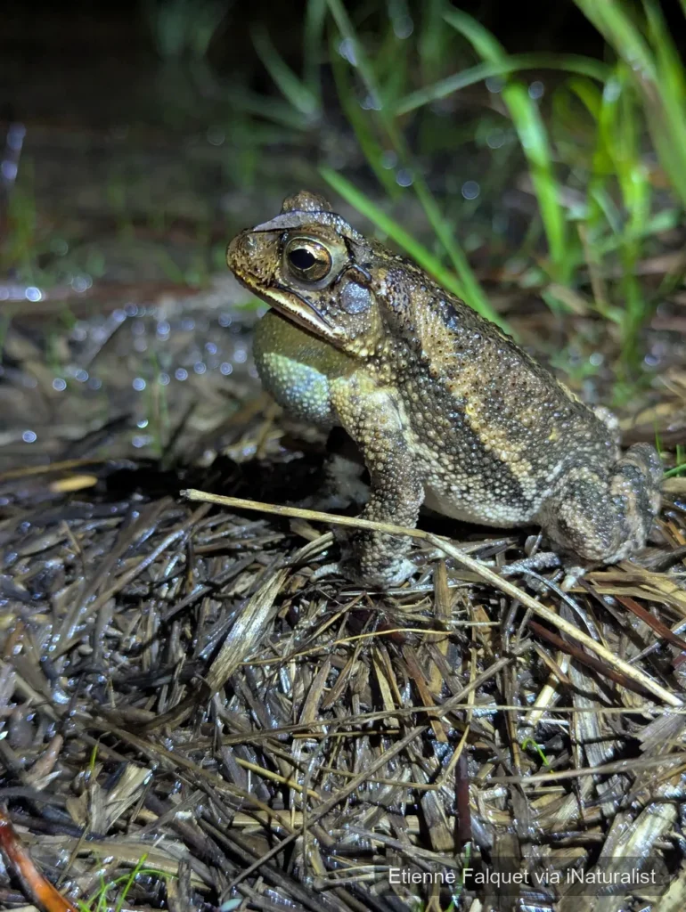 gulf coast toad incilius nebulifer