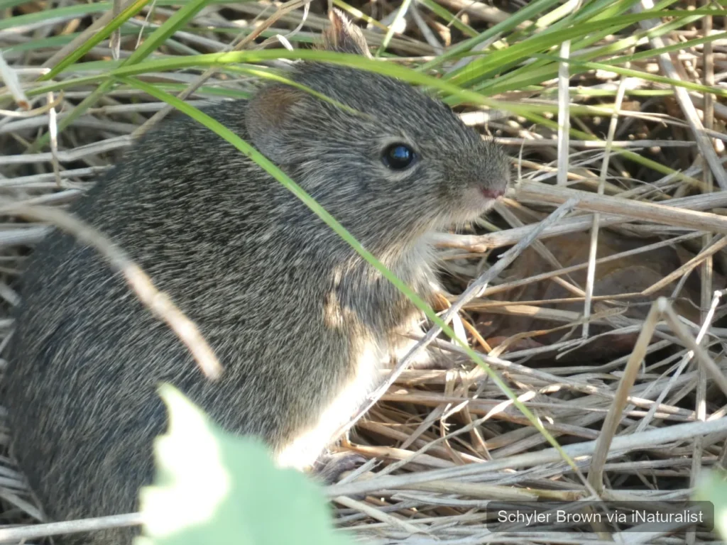 Hispid Cotton Rat