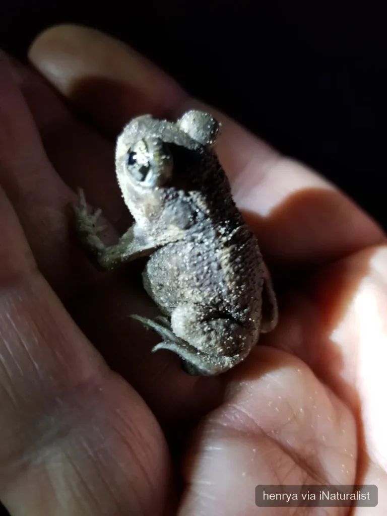 hurter's spadefoot