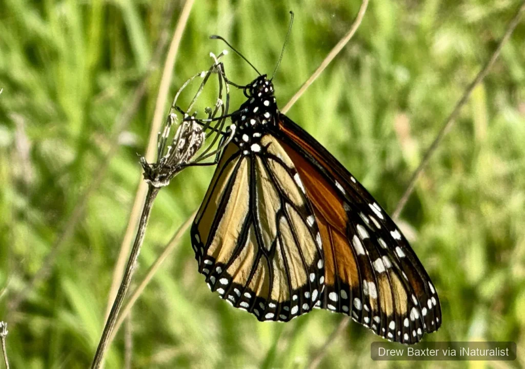 Monarch butterfly