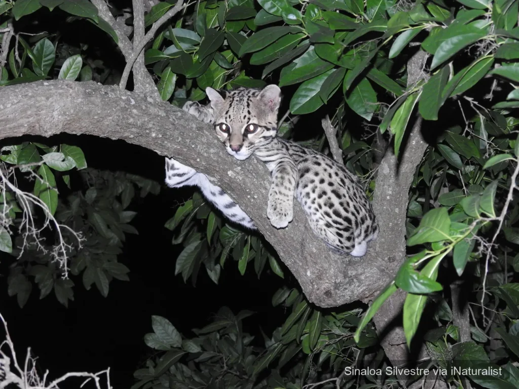 Ocelot