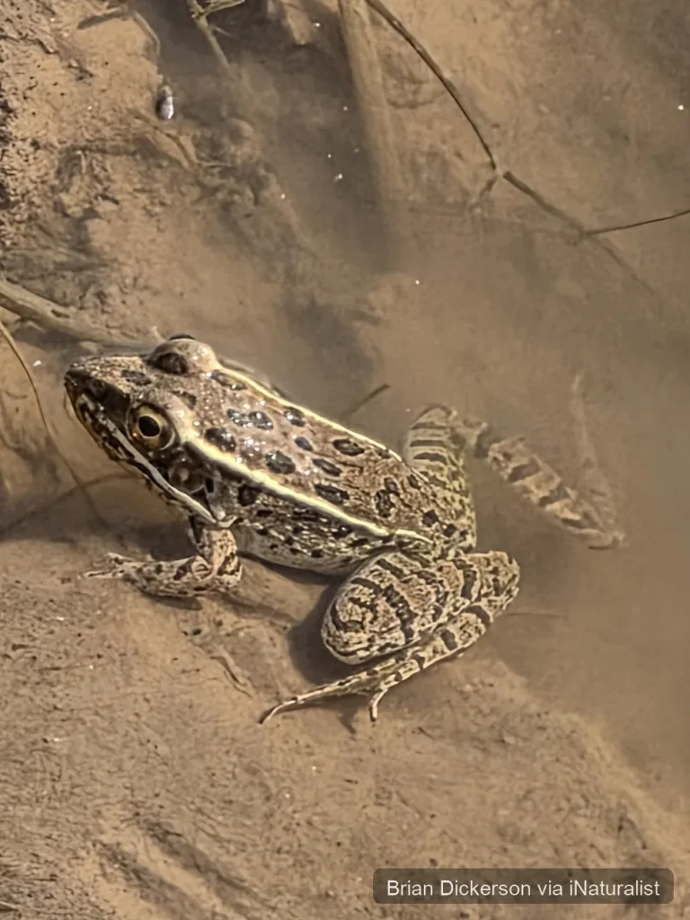 plains leopard frog