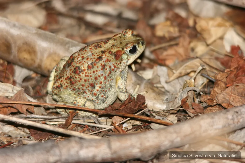 red spotted toad