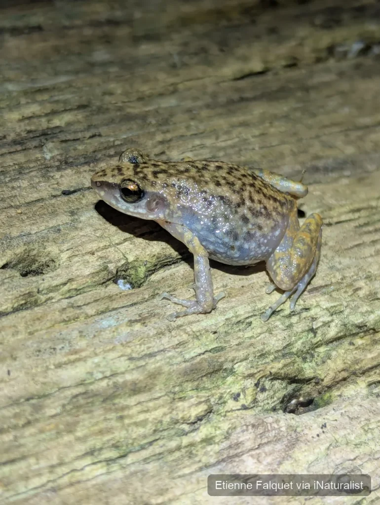 rio grande chirping frog