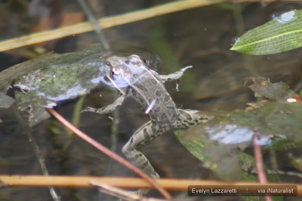 rio grande leopard frog