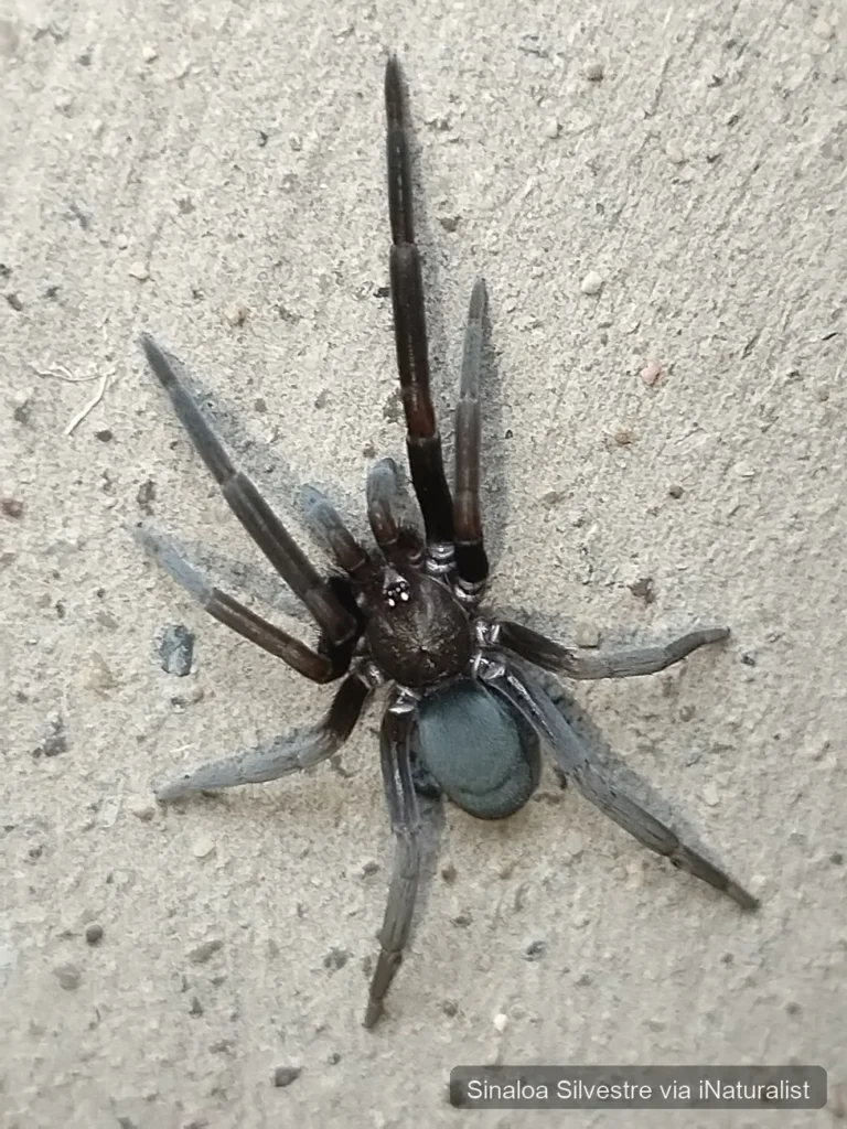 southern-house-spider_kukulcania-hibernalis