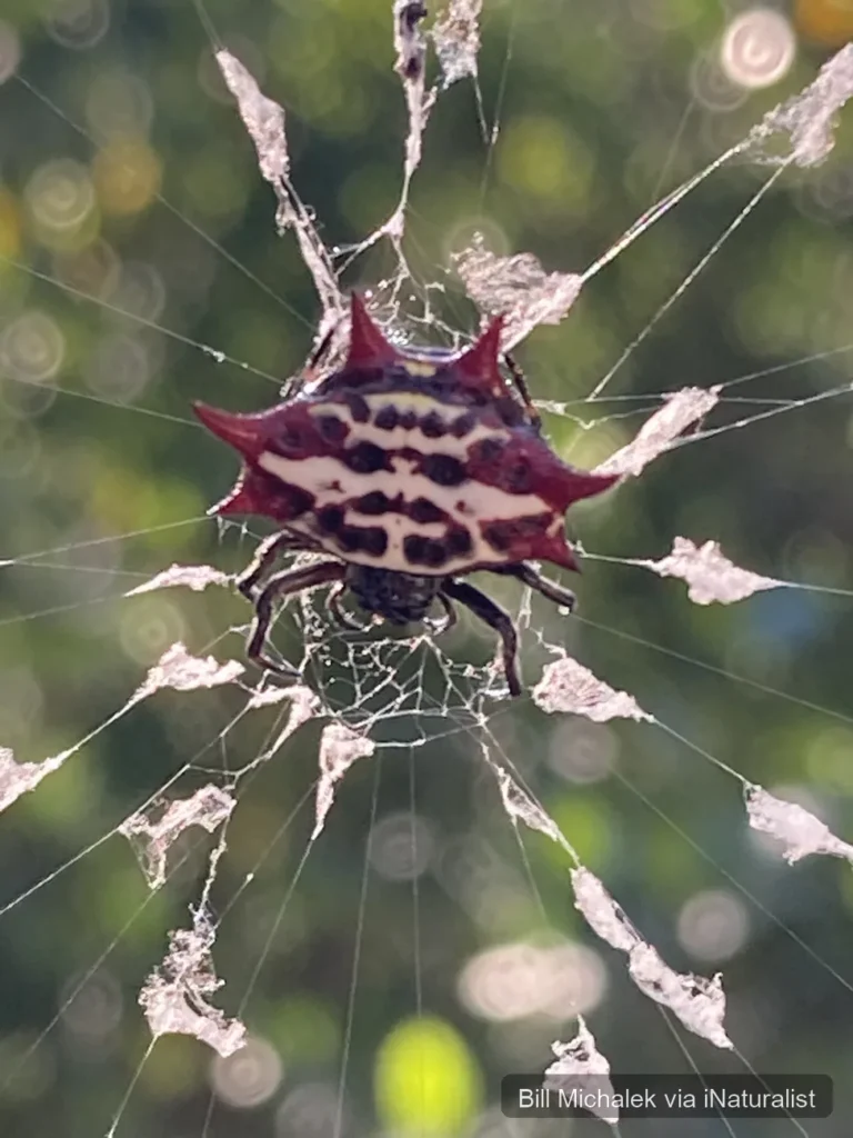 spinybacked-orbweaver_gasteracantha-cancriformis