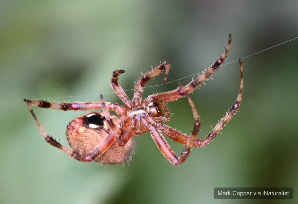 spotted-orbweaver_neoscona-crucifera