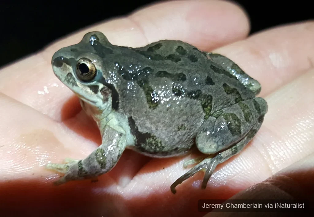 strecker's chorus frog