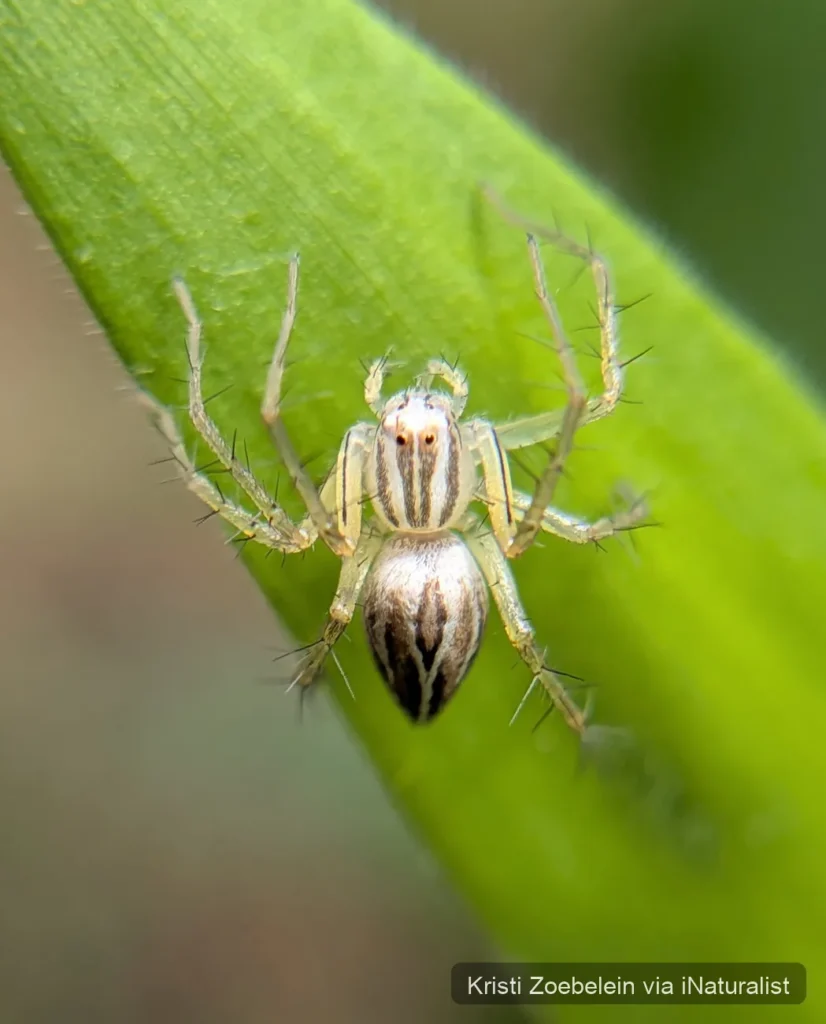 striped-lynx-spider_oxyopes-salticus