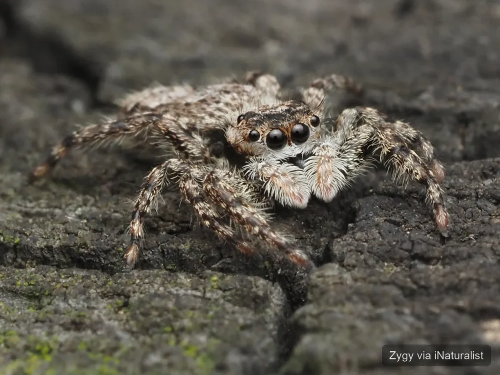 tan-jumping-spider_platycryptus-undatus