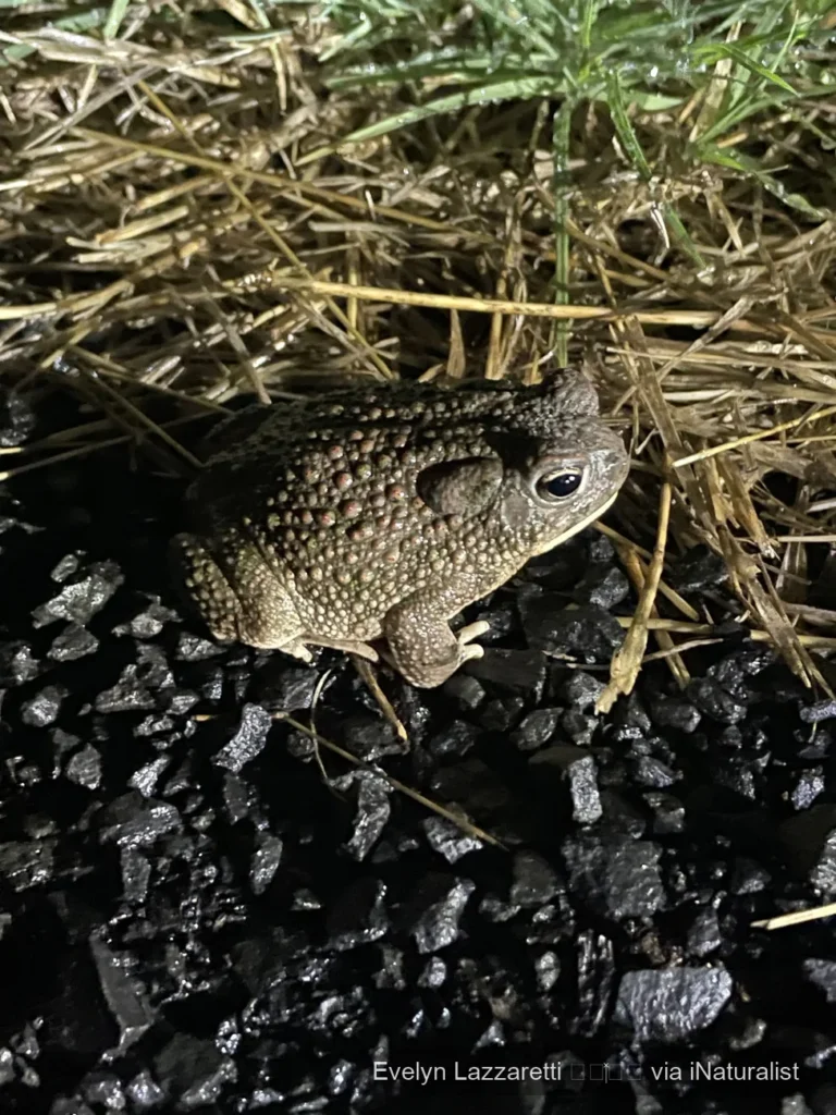 texas toad