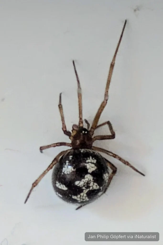 triangulate-combfoot_steatoda-triangulosa