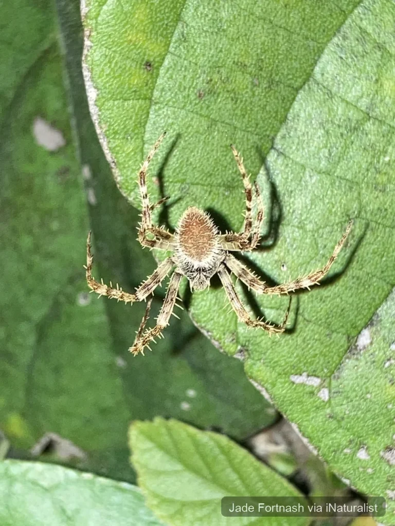 tropical-orbweaver_eriophora-ravilla