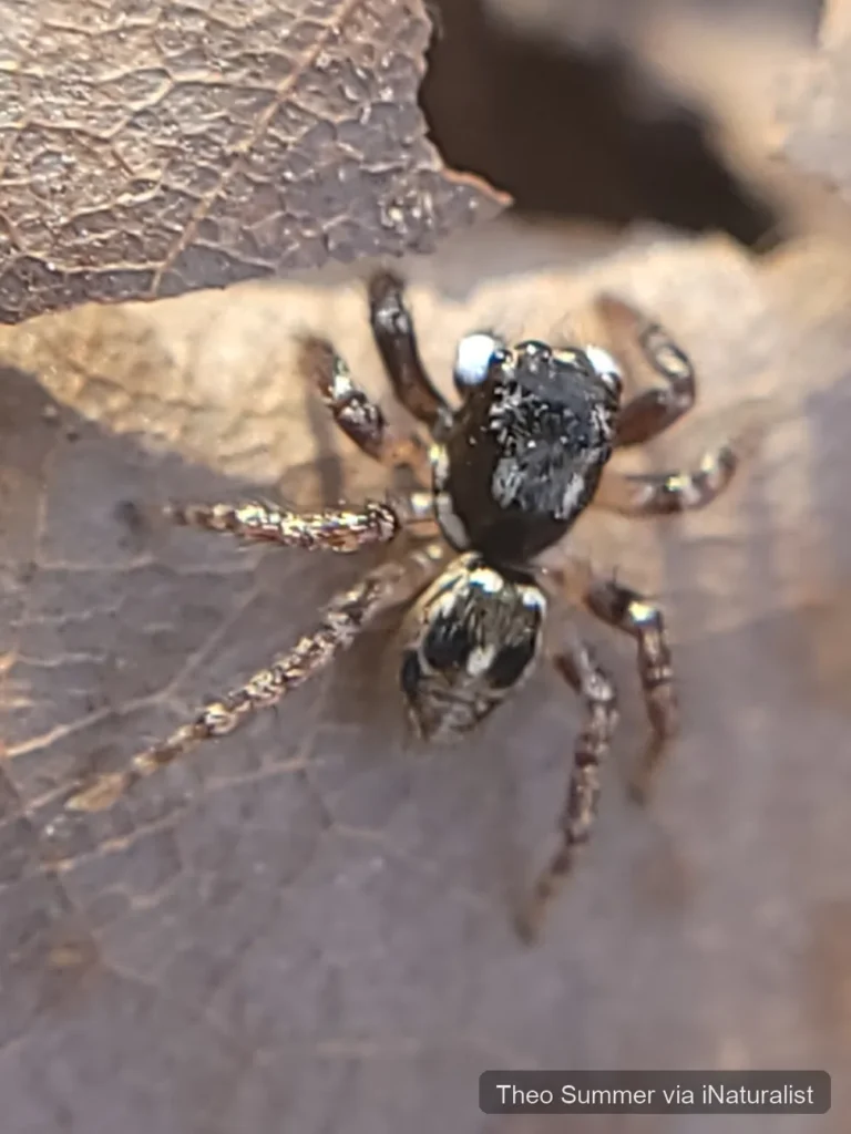 twin-flagged-jumping-spider_anasaitis-canosus