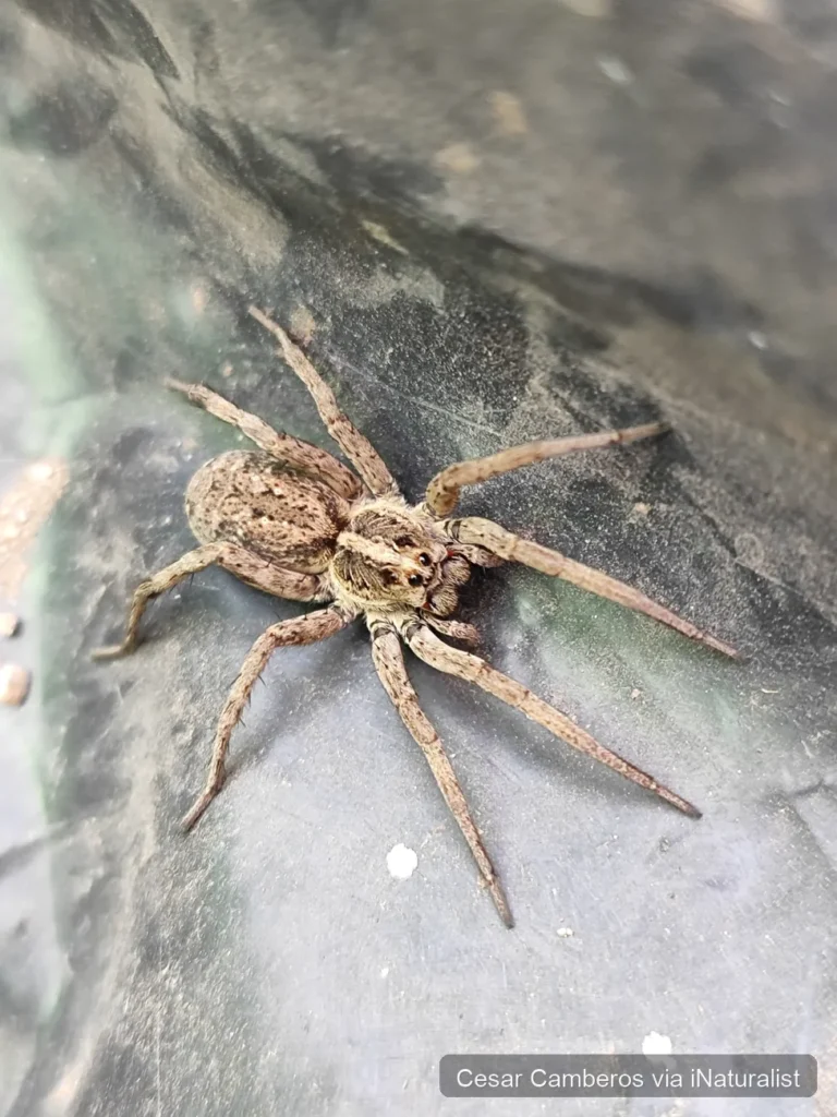 hogna antelucana spider