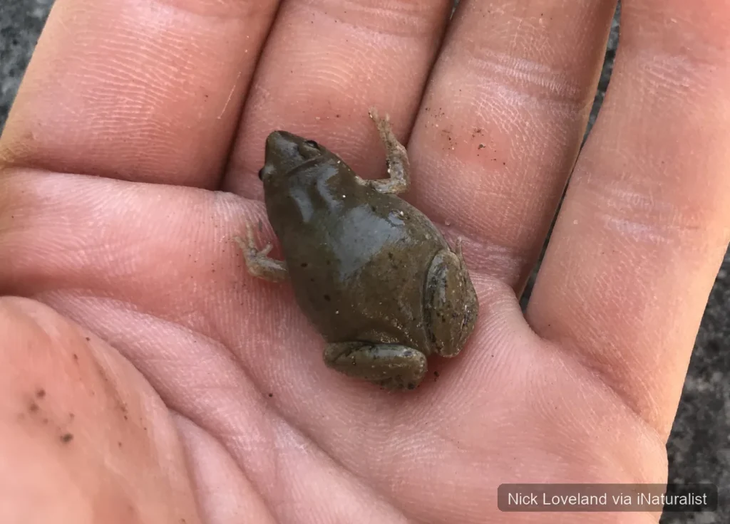 western narrow mouthed toad