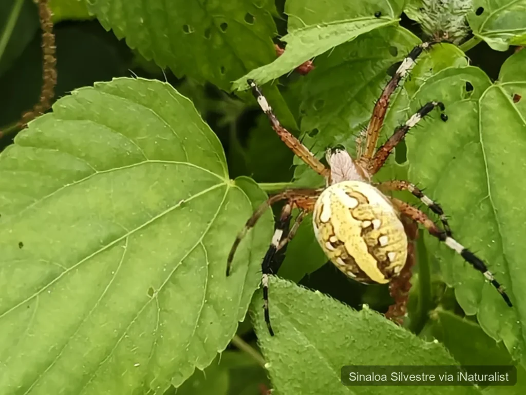 western-spotted-orbweaver_neoscona-oaxacensis