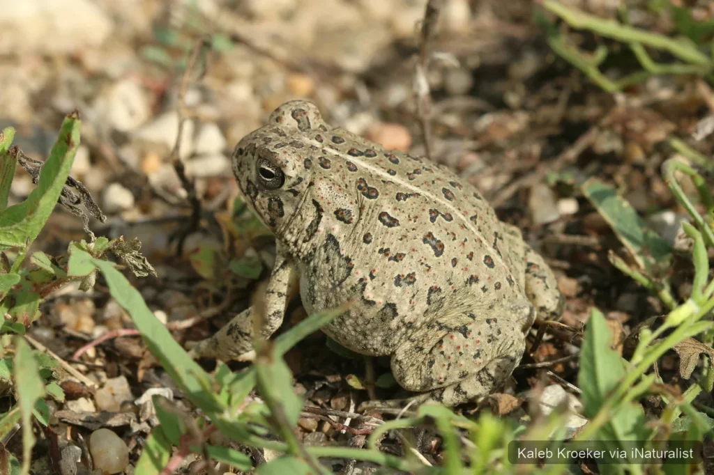 woodhouse's toad