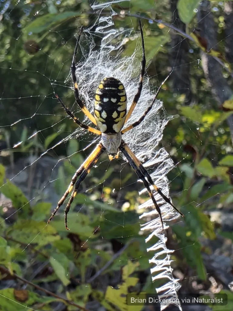 yellow-garden-spider_argiope-aurantia